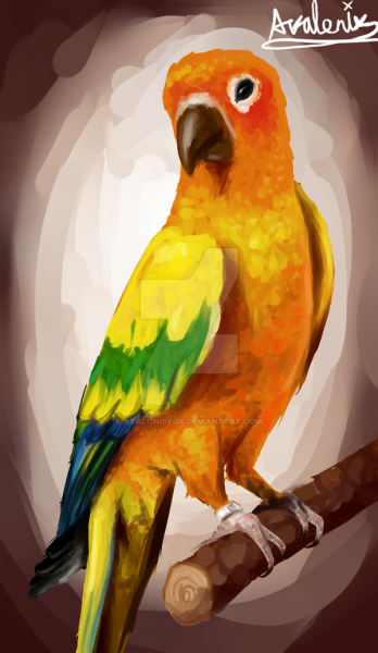 Maverick попугай