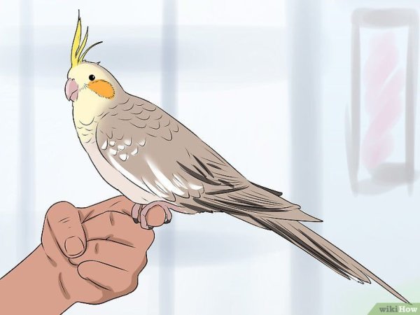 Корелла попугай мультяшный