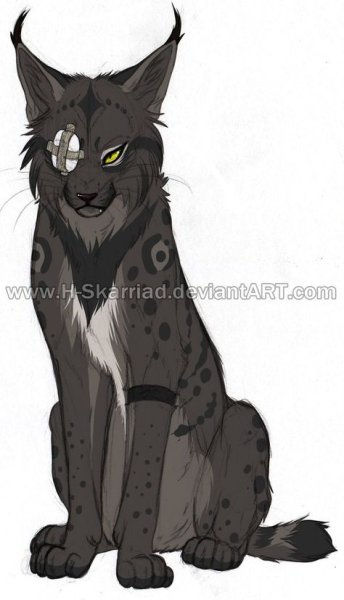 Рысь арт коты Воители