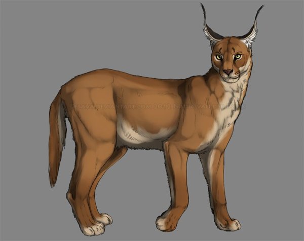 WILDCRAFT каракал