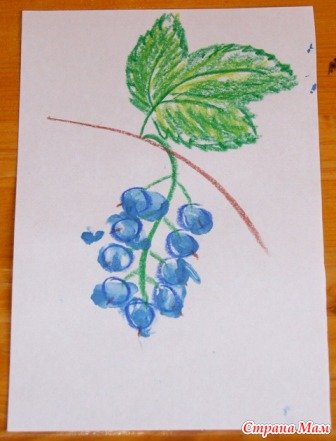 Ветка смородины рисунок