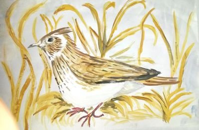 Жаворонок раскраска для детей