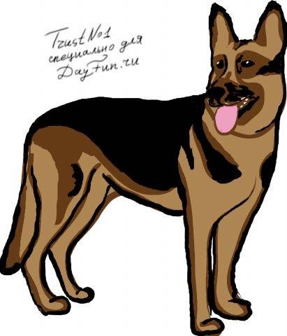 Поэтапное рисование немецкой овчарки