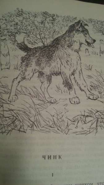 Чинк Сетон-Томпсон рисунок