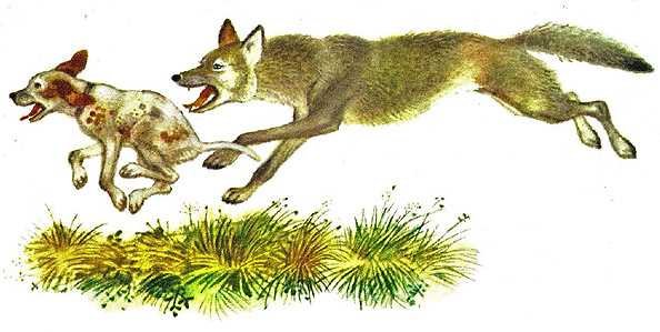 Чинк Сетон-Томпсон