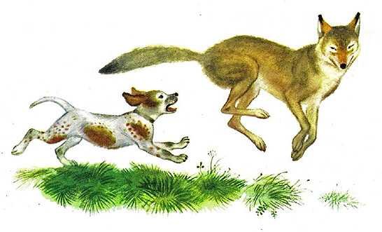 Сетон-Томпсон книги Чинк