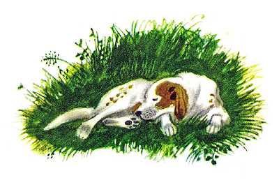 Сетон-Томпсон книги Чинк