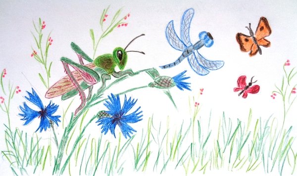 Мир глазами кузнечика