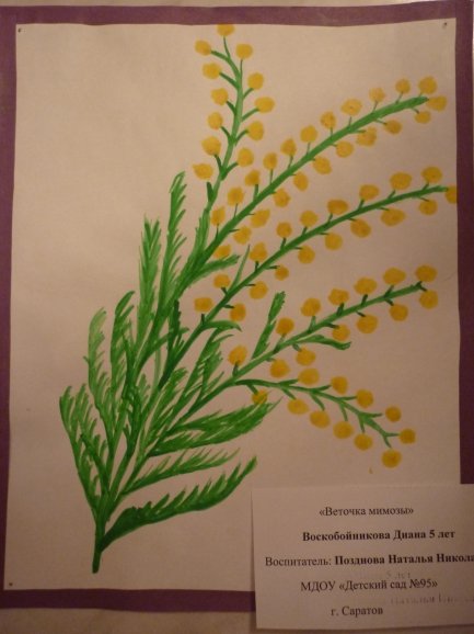 Веточка мимозы рисование