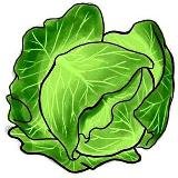 Капуста белокочанная вектор