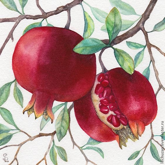 Ботаническая живопись акварелью гранат