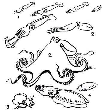 Головоногие моллюски раскраска