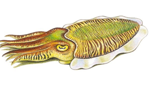 Каракатица лекарственная строение