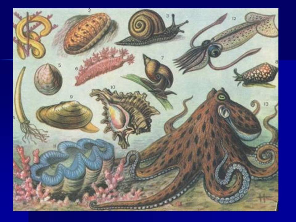 Беспозвоночные животные моллюски примеры. Пресноводные головоногие моллюски. Морской брюхоногий моллюск 7. Беспозвоночные морские животные. Древние морские беспозвоночные.