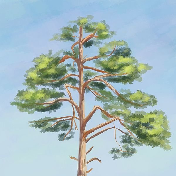 Сосна карандашом