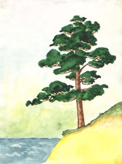 Сосна для детей