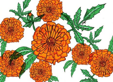 Тагетес тонколистный рисунок