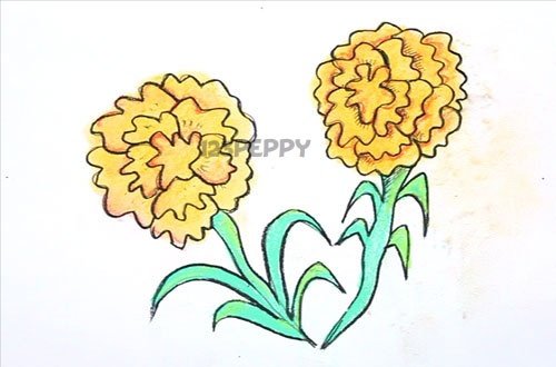 Бархатцы рисунок для детей карандашом