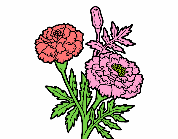 Бархатцы рисунок