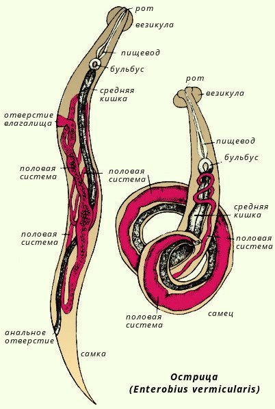 Строение острицы Бульбус