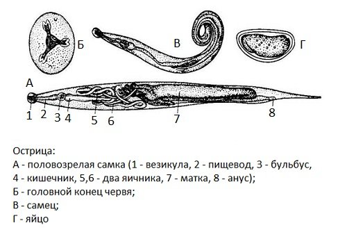 Строение острицы самка и самец