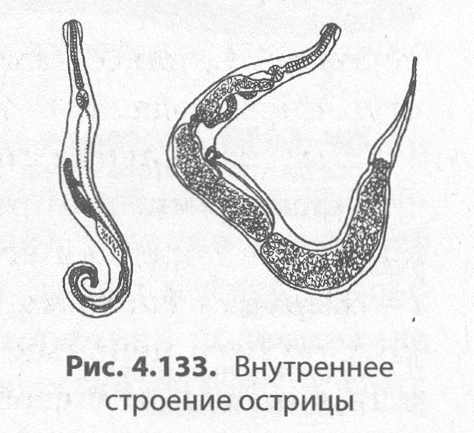 Строение острицы самка и самец