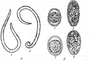 Острица детская яйцо строение