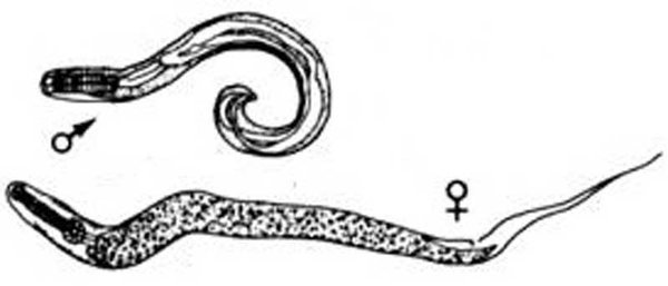 Гермафродит у трихинеллы