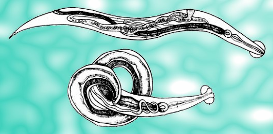 Аскарида Острица власоглав трихинелла таблица