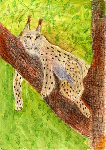 Детские рисунки рыси