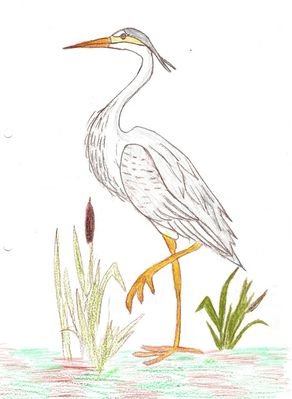 Цапля раскраска для детей