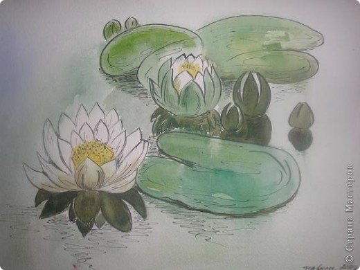 Рисование кувшинки белой подготовительной группе