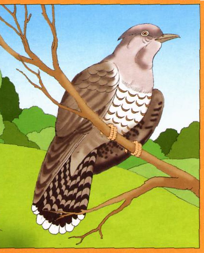 Кукушка для детей