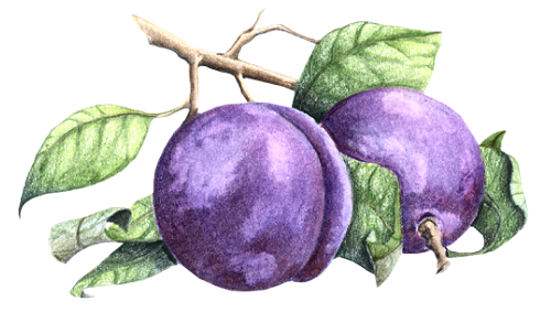 Слива акварелью на прозрачном фоне