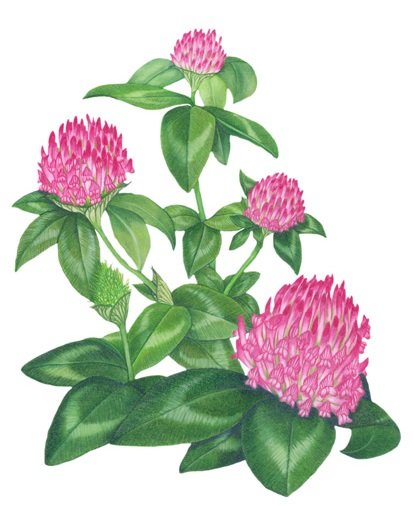 Клевер Луговой для детей