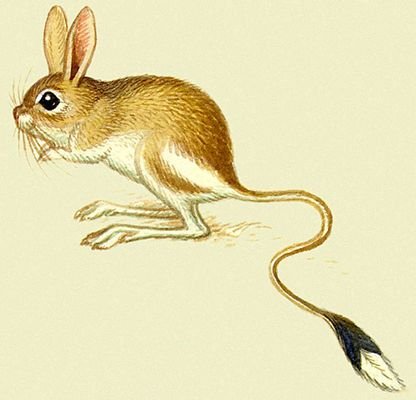 Картина тушканчика