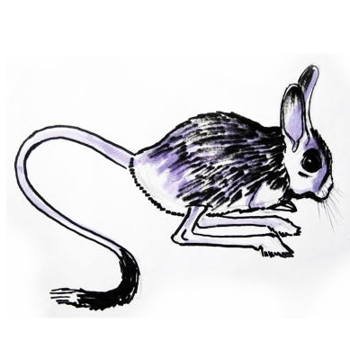 Тушканчик карандашом