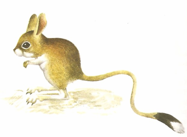 Дети тушканчиков