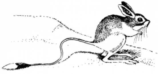 Мохноногий тушканчик раскраска