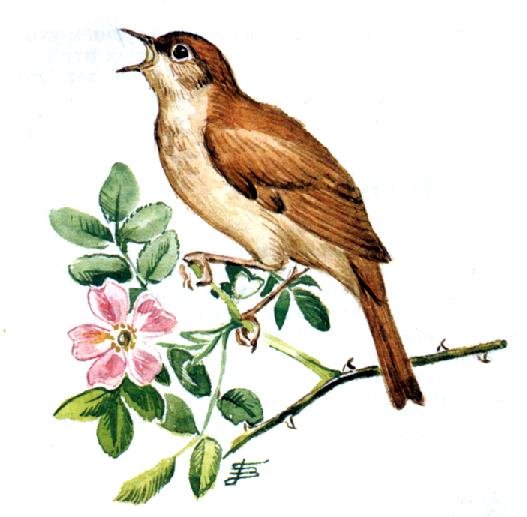 Изображение соловья для детей