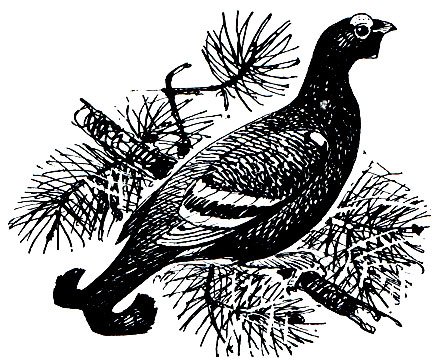 Тетерев карандашом