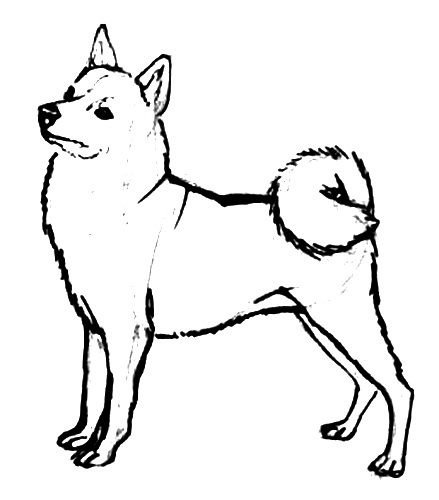 Карело-финская лайка раскраска