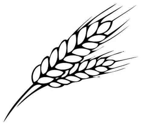 Колосок пшеницы раскраска