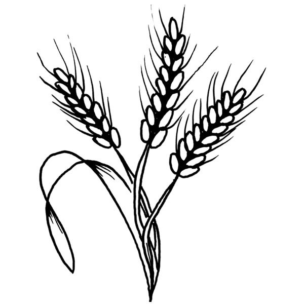 Пшеница эскиз
