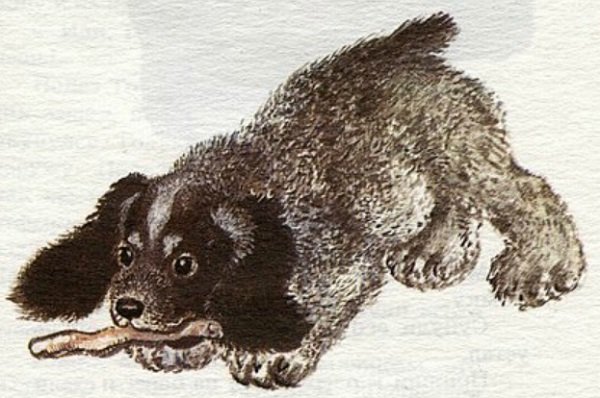 Евгений Чарушин Томка