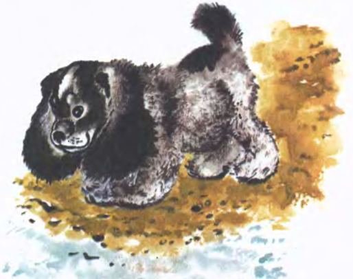 Евгений Иванович Чарушин Томка