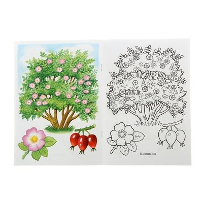 Рисование кустарник в детском саду