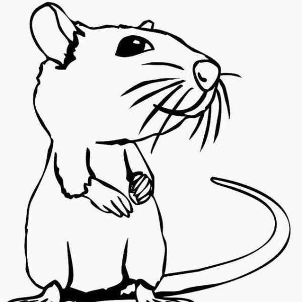 Нарисовать крысу