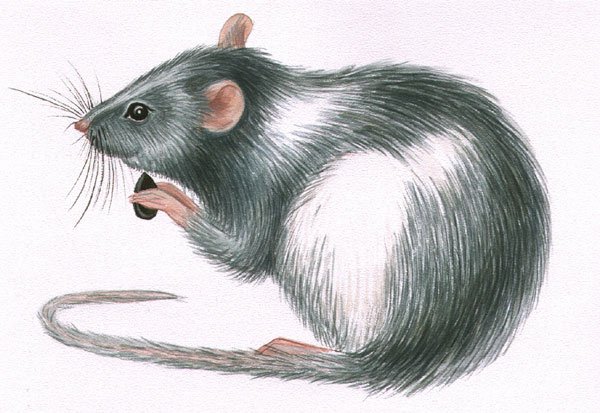 Крыса серая нарисованная
