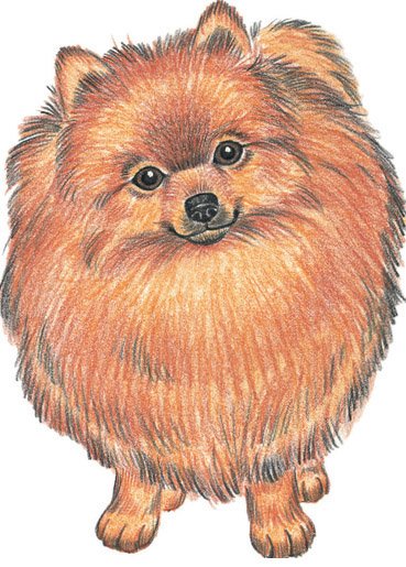 Померанский шпиц поэтапно